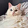 Duchess
