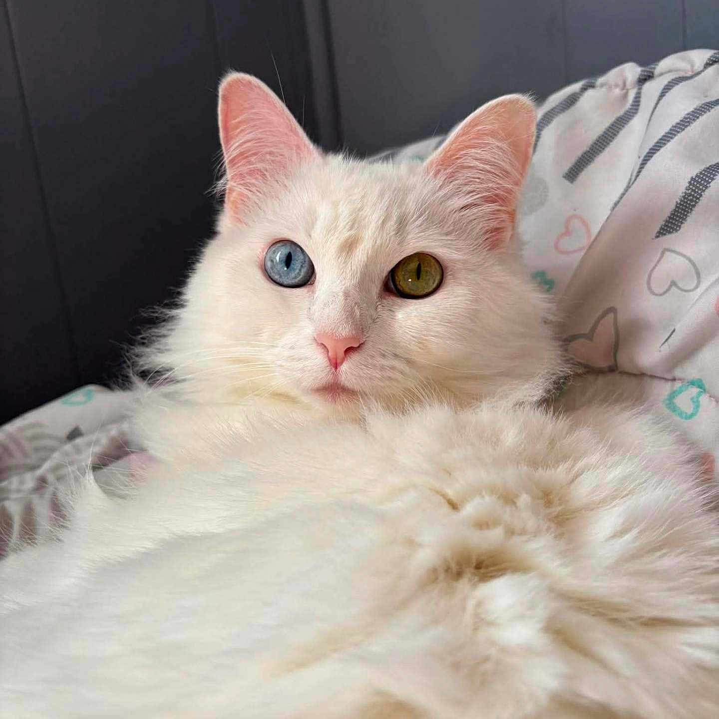 Duchess