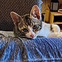 animal, background, blue_fabric, cat, closeup, cute, ears, eyes, feline, furniture, indoor, kitten, nose, pet, resting, soft, tabby, texture, whiskers, young