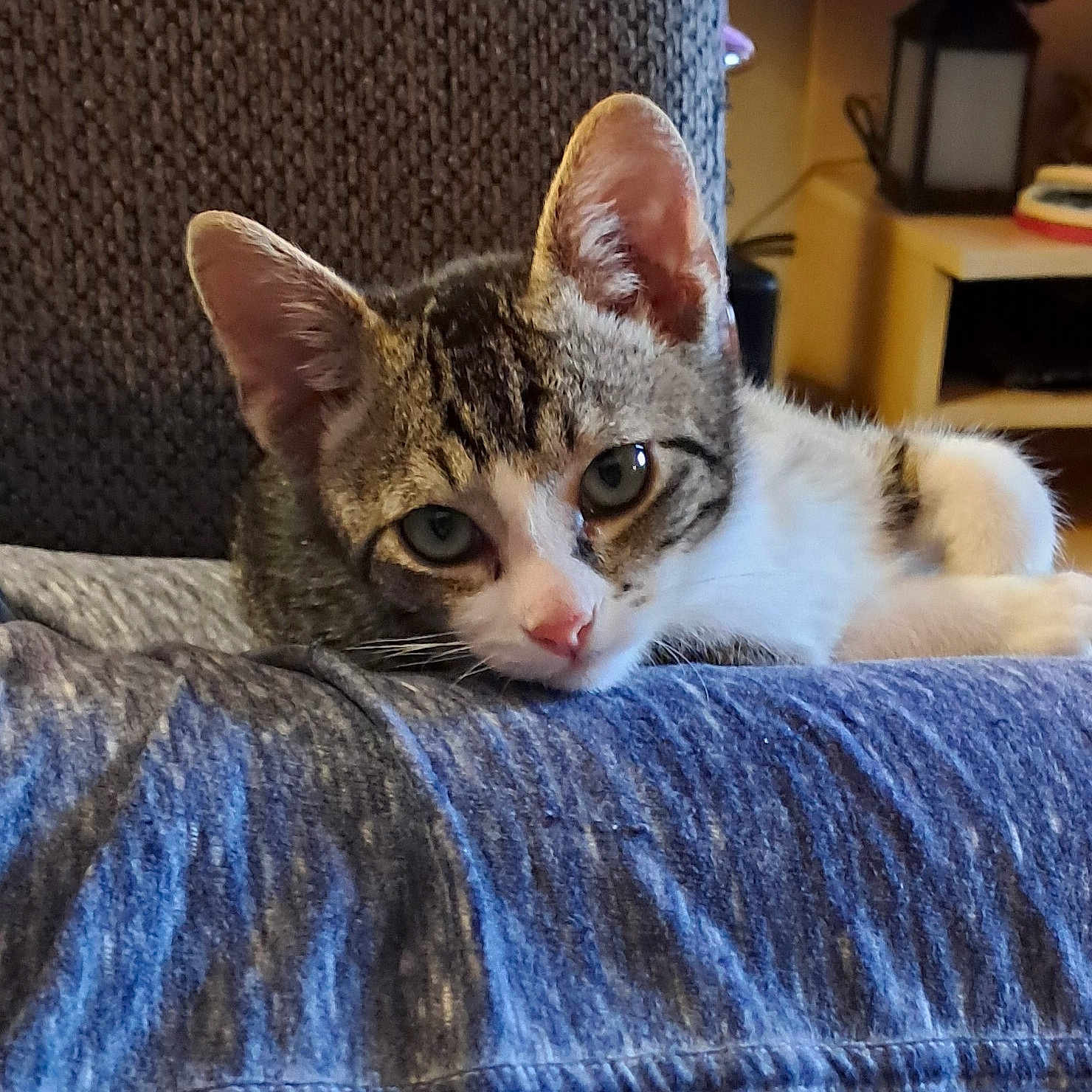 Loki is registered to the contest to win money with this photo: animal, background, blue_fabric, cat, closeup, cute, ears, eyes, feline, furniture, indoor, kitten, nose, pet, resting, soft, tabby, texture, whiskers, young