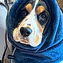 August a rejoint le concours — aidez-le/la à gagner de superbes lots ! dog, pet, animal, hood, blue, fleece, closeup, face, fur, ears, nose, whiskers, eyes, indoors, cozy, warm, portrait, expression, cute, domestic
