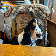August a rejoint le concours — aidez-le/la à gagner de superbes lots ! dog, table, wooden_table, chair, jacket, fur, indoor, window, curtain, holiday_decor, garland, pet, black_and_white, brown, long_ears, waiting, cozy, warm_lighting, portrait, animal