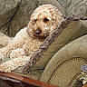 Harper is registered to the contest to win money with this photo: dog, pet, cream_colored, curly_fur, fluffy, sleepy, lounging, sitting, armchair, couch, pillow, fringe, upholstery, living_room, furniture, cozy, indoors, coffee_table, reflection, portrait