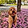Harper