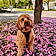 Harper