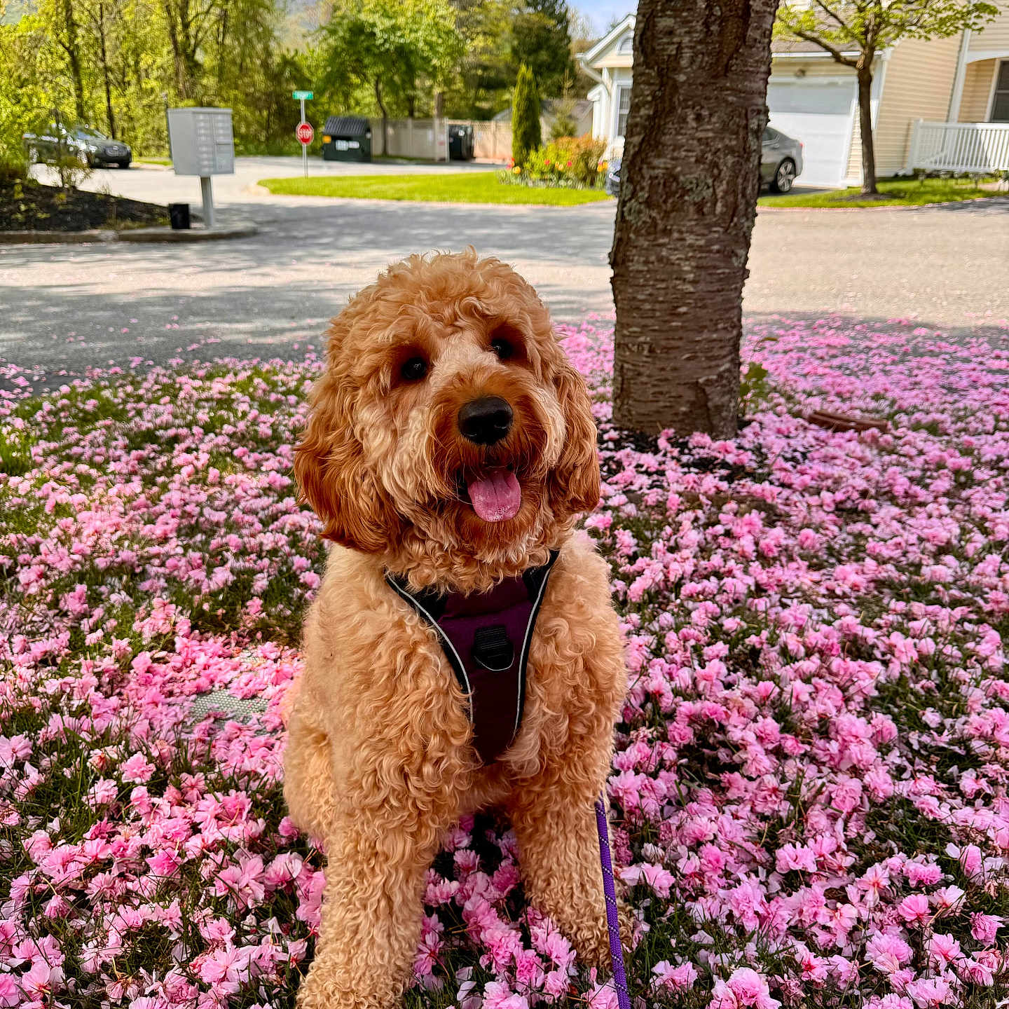 Harper