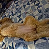 dog, golden_dog, curly_fur, fluffy, sleeping, lying_down, belly_up, pet, animal, bed, quilt, patchwork, bedroom, indoors, cozy, nap, relaxed, brown_fur, domestic_animal, photography