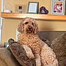 Harper is registered to the contest to win money with this photo: dog, curly_hair, cavapoo, pet, portrait, sitting, couch, sofa, cushions, living_room, indoors, home, family_photos, shelf, television, brown_fur, floppy_ears, relaxed, companion_animal, photography