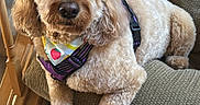 Harper is registered to the contest to win money with this photo: dog, pet, apricot_dog, fluffy, curly_coat, cocker_spaniel, doodle, face, eyes, nose, bandana, strawberry, harness, couch, sofa, living_room, staircase, wooden_floor, indoors, portrait