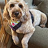 dog, pet, apricot_dog, fluffy, curly_coat, cocker_spaniel, doodle, face, eyes, nose, bandana, strawberry, harness, couch, sofa, living_room, staircase, wooden_floor, indoors, portrait