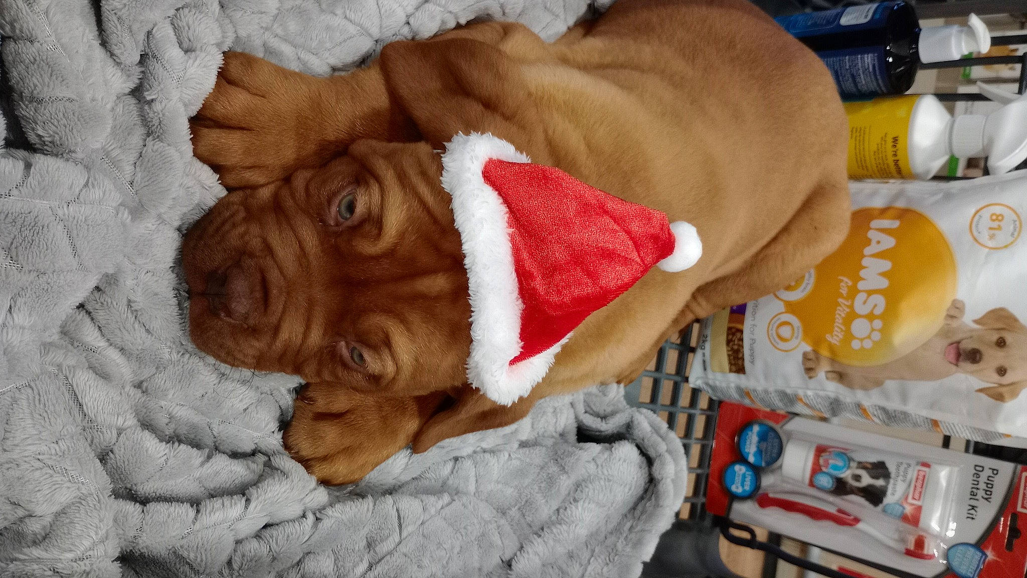 Thor joined the competition — help win amazing prizes! art, carnivore, comfort, companion_dog, computer_keyboard, dog, dog_breed, dog_supply, fawn, fur, linens, liver, orange, snout, sporting_group, stuffed_toy, toy, wood, working_animal, wrinkle