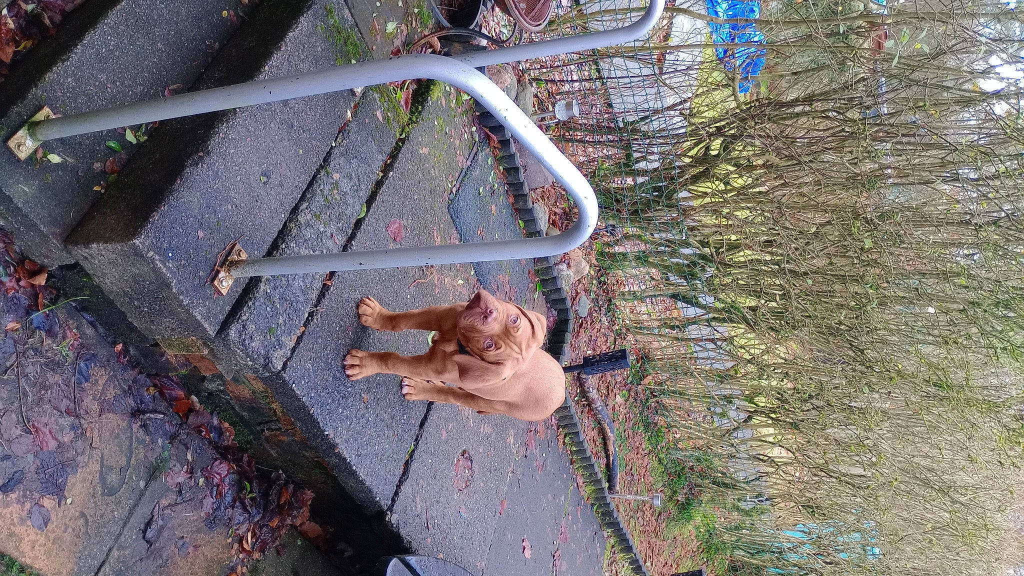 Thor joined the competition — help win amazing prizes! asphalt, branch, brickwork, fawn, felidae, grass, human_leg, leaf, metal, plant, road, road_surface, sidewalk, small_to_medium_sized_cats, tail, tree, trunk, twig, wood, woody_plant