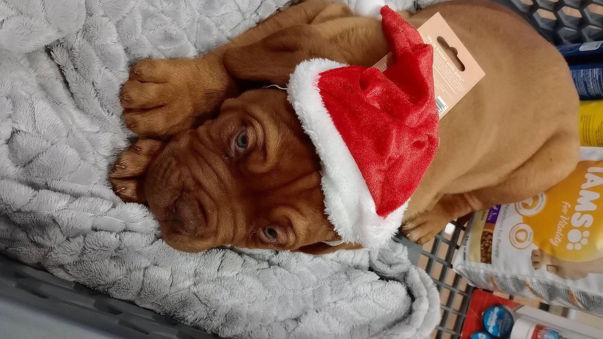 Thor joined the competition — help win amazing prizes! canidae, carnivore, comfort, companion_dog, dog_breed, dog_supply, fawn, fur, gesture, hand, human_leg, linens, liver, snout, sporting_group, thumb, toy, working_animal, wrinkle, wrist