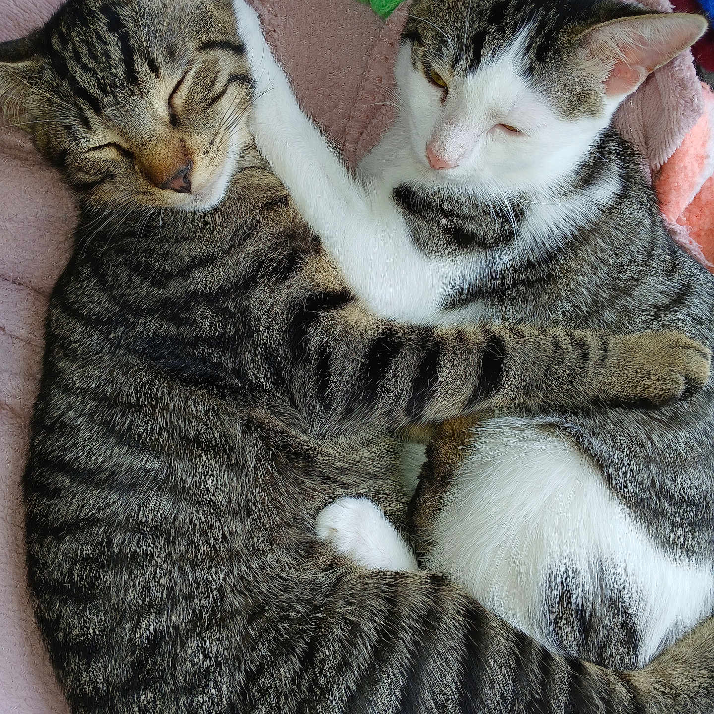 Vicking Et Viva a rejoint le concours — aidez-le/la à gagner de superbes lots ! abyssinian, animal, architecture, armchair, blanket, building, cat, chair, couch, furniture, homedecor, indoors, kitten, livingroom, manx, person, pet, room, siamese, sleeping