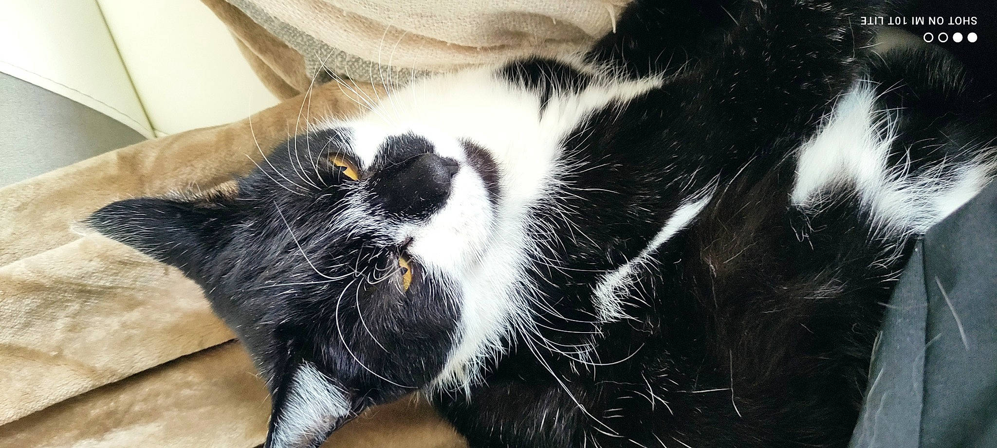 Attila participe au concours pour gagner de l'argent avec cette photo : carnivore, cat, chair, claw, close_up, comfort, companion_dog, domestic_short_haired_cat, felidae, foot, fur, monochrome_photography, nap, paw, small_to_medium_sized_cats, snout, tail, terrestrial_animal, whiskers