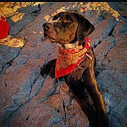 Natchave a rejoint le concours — aidez-le/la à gagner de superbes lots ! dog, black_dog, bandana, red_bandana, rocky_terrain, outdoor, sunlight, golden_hour, animal, pet, mammal, nature, pigeon, bird, side_view, relaxed, sitting, daylight, scenery, looking_away