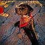 dog, black_dog, bandana, red_bandana, rocky_terrain, outdoor, sunlight, golden_hour, animal, pet, mammal, nature, pigeon, bird, side_view, relaxed, sitting, daylight, scenery, looking_away