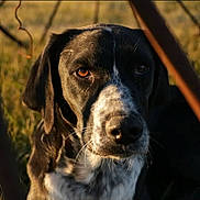 Natchave participe au concours pour gagner de l'argent avec cette photo : animal, animal_portrait, black_and_white, canine, close_up, daylight, dog, ears, eyes, fur, grass, muzzle, nature, outdoor, pet, portrait, snout, sunlight, watchful, whiskers