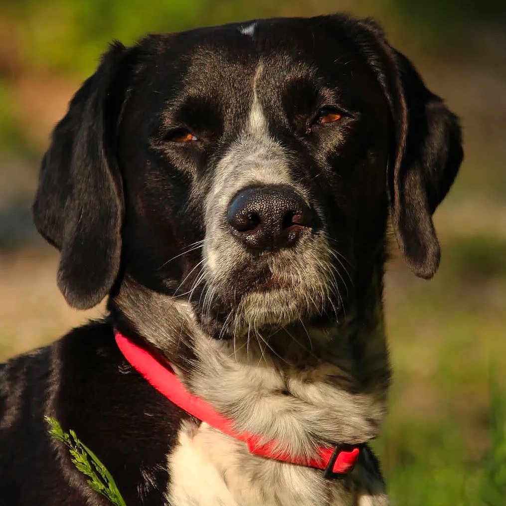 Natchave participe au concours pour gagner de l'argent avec cette photo : animal, background_blur, black_and_white, canine, close_up, collar, dog, ears, expression, fur, grass, muzzle, nature, nose, outdoor, pet, portrait, red_collar, sunlight, whiskers