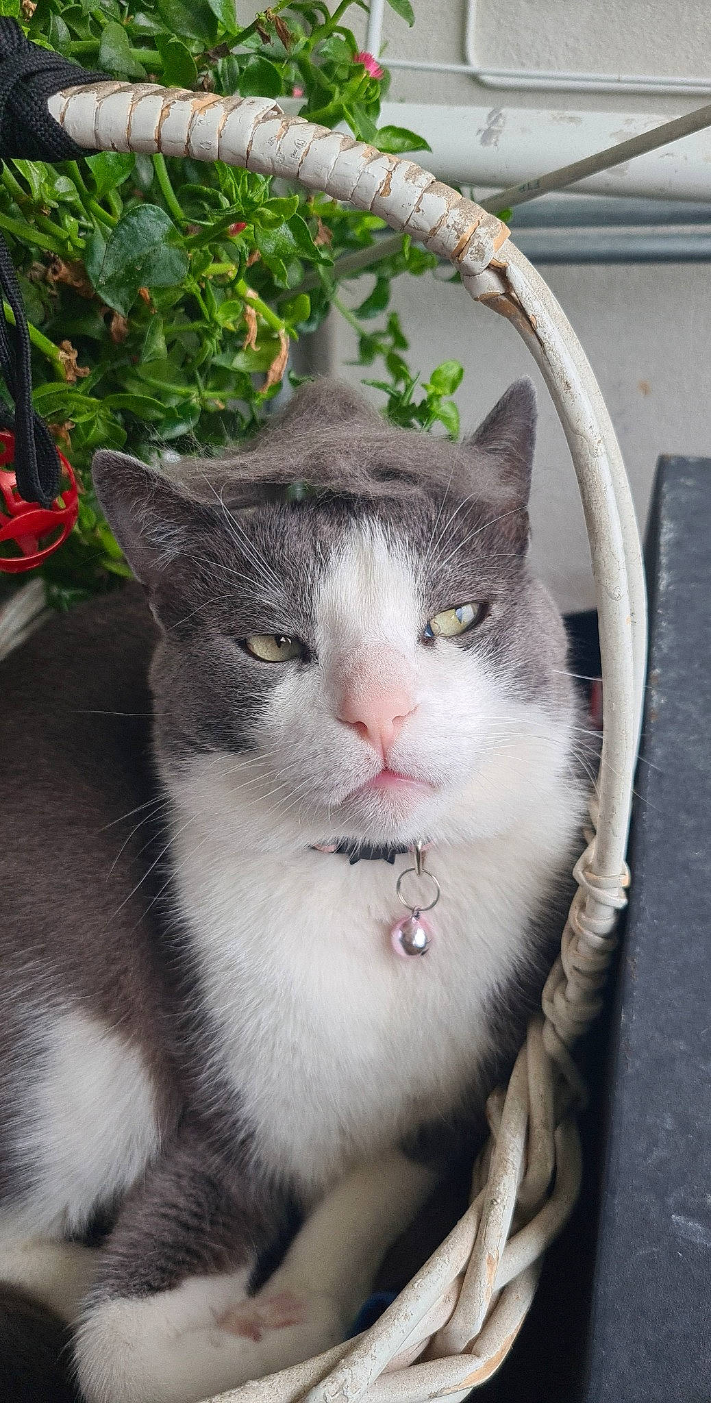 Ninou participe au concours pour gagner de l'argent avec cette photo : carnivore, cat, collar, domestic_short_haired_cat, fang, felidae, flowerpot, fur, grass, houseplant, paw, plant, sitting, small_to_medium_sized_cats, snout, tail, terrestrial_animal, tree, whiskers, window