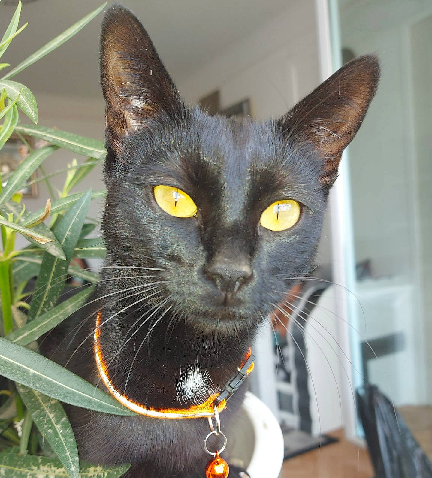 Bibiche participe au concours pour gagner de l'argent avec cette photo : black_cat, bombay, carnivore, cat, collar, domestic_short_haired_cat, eye, felidae, fur, grass, havana_brown, head, iris, plant, small_to_medium_sized_cats, snout, tail, terrestrial_animal, whiskers