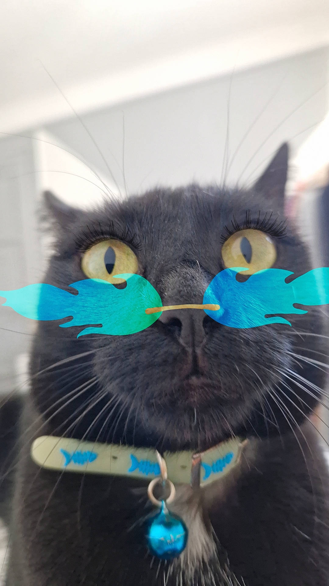 Bibiche participe au concours pour gagner de l'argent avec cette photo : black_cat, carnivore, cat, domestic_short_haired_cat, electric_blue, eye, eyewear, fashion_accessory, felidae, fictional_character, fur, iris, paw, personal_protective_equipment, plush, small_to_medium_sized_cats, snout, stuffed_toy, tail, whiskers
