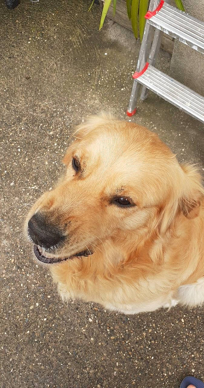 Mango a rejoint le concours — aidez-le/la à gagner de superbes lots ! ancient_dog_breeds, canidae, carnivore, companion_dog, dog, dog_breed, fawn, fur, golden_retriever, gun_dog, retriever, road_surface, snout, sporting_group, street_dog, whiskers, working_animal, working_dog