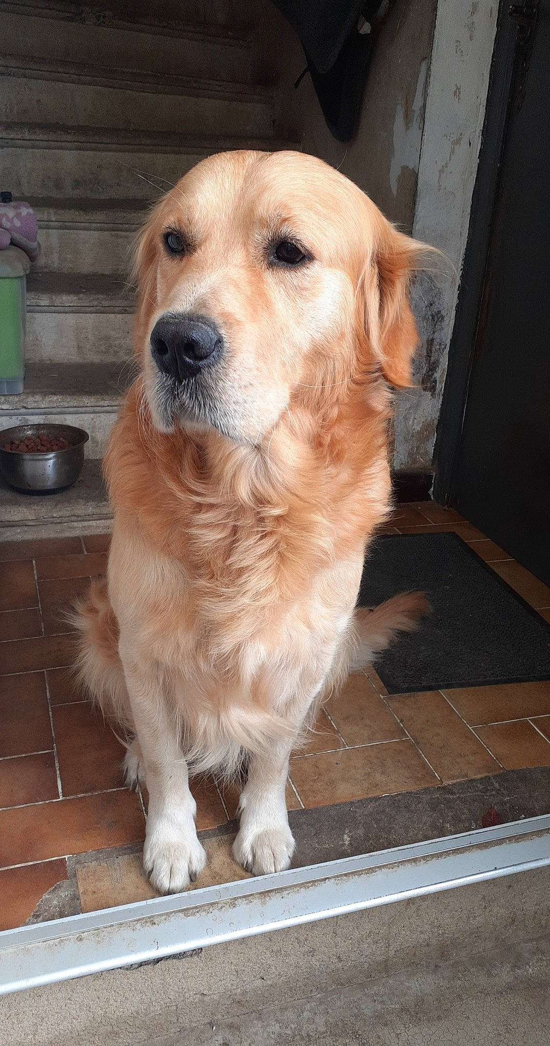 Mango a rejoint le concours — aidez-le/la à gagner de superbes lots ! canidae, carnivore, companion_dog, dog, dog_breed, fawn, firefighter, flooring, fur, golden_retriever, gun_dog, hardwood, labrador_retriever, snout, sporting_group, tail, whiskers, wood, working_animal