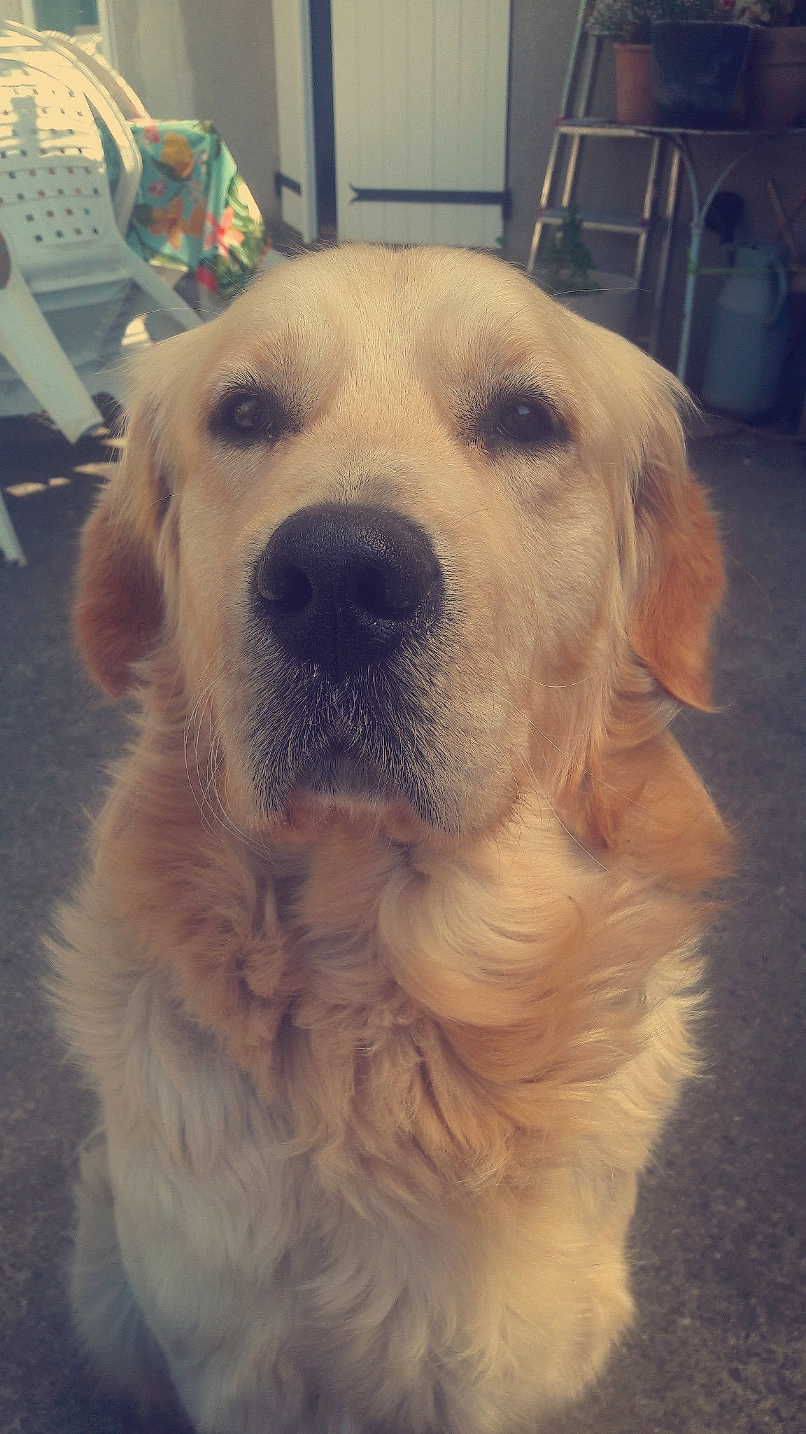 Mango a rejoint le concours — aidez-le/la à gagner de superbes lots ! canidae, carnivore, chair, companion_dog, dog, dog_breed, eye, fawn, flooring, fur, happy, head, mechanical_fan, retriever, selfie, snout, sporting_group, square, whiskers, working_animal