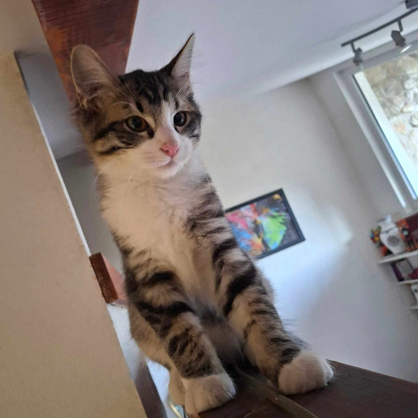 Baku participe au concours pour gagner de l'argent avec cette photo : cat, kitten, tabby, fluffy, fur, whiskers, ears, eyes, pink_nose, paws, standing, wooden_ledge, indoor, home, window, wall_art, ceiling, portrait, perspective, cute