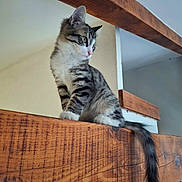 Baku participe au concours pour gagner de l'argent avec cette photo : cat, kitten, animal, feline, fluffy, gray_and_white, tabby, long_hair, blue_eyes, whiskers, ears, tail, sitting, perched, wood, wooden_railing, rustic, indoor, portrait, cute