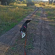 Pinacolada participe au concours pour gagner de l'argent avec cette photo : dog, leash, dirt_path, grass, trees, sky, clouds, outdoor, nature, animal, pet, walking, greenery, sunlight, rural, landscape, canine, playful, happy, trail