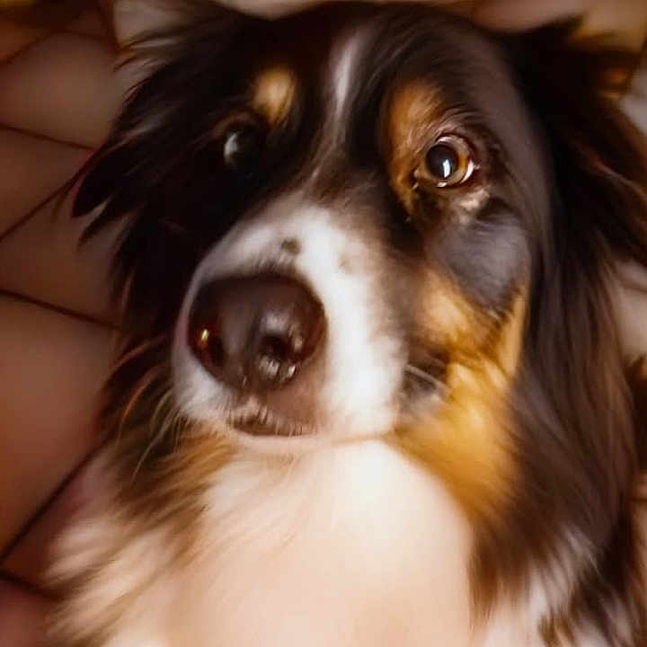 Pinacolada participe au concours pour gagner de l'argent avec cette photo : animal, black, blurry, brown, close_up, companion, cute, dog, ears, eyes, floor, fur, house, indoor, nose, pet, portrait, tile, warm_lighting, white