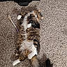 Chopper is registered to the contest to win money with this photo: animal, belly_up, black_bag, carpet, cat, cat_toy, ears, feline, fluffy, home, indoors, longhaired, lying_down, pet, sunlight, tabby, tail, whiskers, white_paws, yellow_eyes