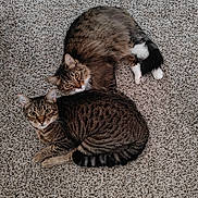 Chopper is registered to the contest to win money with this photo: animals, brown_fur, carpet, cat, cats, cuddling, felines, green_eyes, home, indoors, longhaired_cat, lying_down, pets, portrait, relaxed, shorthaired_cat, sleeping, striped_fur, tabby, white_paws