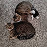 animals, brown_fur, carpet, cat, cats, cuddling, felines, green_eyes, home, indoors, longhaired_cat, lying_down, pets, portrait, relaxed, shorthaired_cat, sleeping, striped_fur, tabby, white_paws