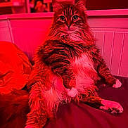 Chipie a rejoint le concours — aidez-le/la à gagner de superbes lots ! cat, fluffy_cat, long_hair, tabby, pet, animal, sitting, bed, bedroom, red_lighting, dramatic_lighting, portrait, staring, green_eyes, whiskers, ears, paws, tail, indoors, furniture