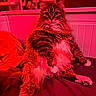cat, fluffy_cat, long_hair, tabby, pet, animal, sitting, bed, bedroom, red_lighting, dramatic_lighting, portrait, staring, green_eyes, whiskers, ears, paws, tail, indoors, furniture
