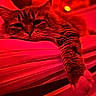 Chipie a rejoint le concours — aidez-le/la à gagner de superbes lots ! cat, feline, sleepy, relaxed, close_up, whiskers, fur, striped_fur, ears, eyes, nose, paws, animal, pet, piano, musical_instrument, indoor, red_lighting, dramatic, portrait