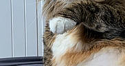 Chipie a rejoint le concours — aidez-le/la à gagner de superbes lots ! cat, tabby_cat, fluffy, long_hair, pet, animal, green_eyes, whiskers, white_paws, striped_fur, sitting, portrait, indoors, bed, bedding, bedroom, relaxed, alert, close_up, furry