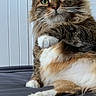 cat, tabby_cat, fluffy, long_hair, pet, animal, green_eyes, whiskers, white_paws, striped_fur, sitting, portrait, indoors, bed, bedding, bedroom, relaxed, alert, close_up, furry