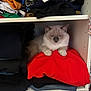 Marcel participe au concours pour gagner de l'argent avec cette photo : cat, closet, clothes, folded_clothes, shelf, red_clothing, white_fur, blue_eyes, indoor, pet, cozy, resting, furniture, storage, home, soft_texture, stacked_clothes, animal, cute, quiet