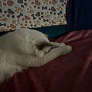 Marcel participe au concours pour gagner de l'argent avec cette photo : cat, sleeping, white_cat, blanket, cozy, furniture, home, indoor, pet, fur, resting, stretching, comfort, relaxation, domestic, animal, soft, patterned_blanket, maroon, quiet