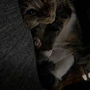 Rajah joined the competition — help win amazing prizes! cat, calico_cat, pet, animal, feline, sleepy, lounging, sitting, paws, whiskers, eyes, fur, tricolor, couch, sofa, indoors, portrait, dark, cozy, relaxed