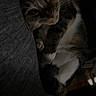 cat, calico_cat, pet, animal, feline, sleepy, lounging, sitting, paws, whiskers, eyes, fur, tricolor, couch, sofa, indoors, portrait, dark, cozy, relaxed