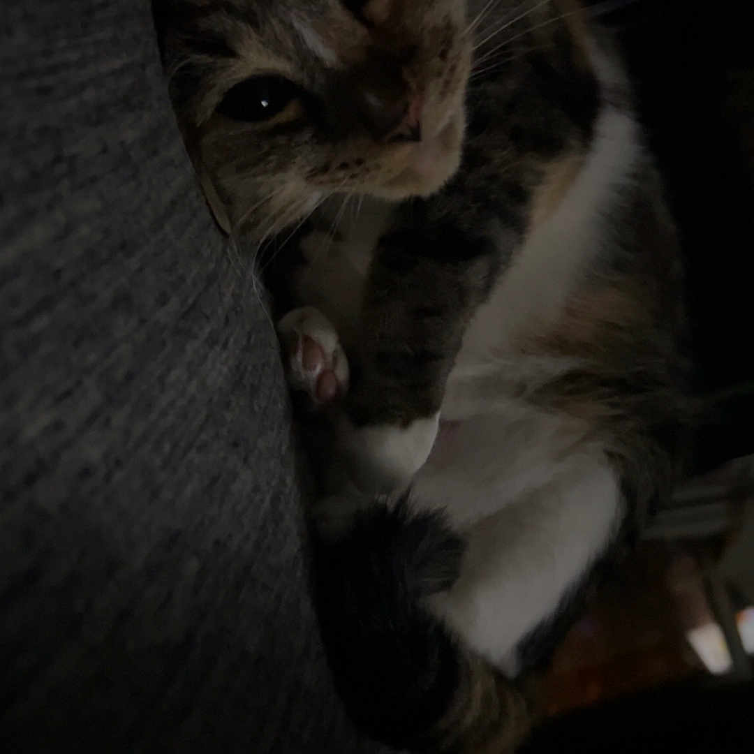 Rajah