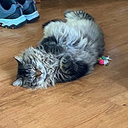 Diesel joined the competition — help win amazing prizes! cat, fluffy_cat, gray_cat, white_cat, long_hair, pet, animal, feline, lying_down, belly_up, playful, relaxed, sleepy, toy, wooden_floor, indoor, home, shoes, chair, bookshelf