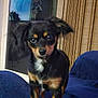 Zoey is registered to the contest to win money with this photo: dog, puppy, black_and_tan, ears, eyes, blue_blanket, chair, window, reflection, sheep_figurine, curtain, indoor, pet, animal, furniture, looking, portrait, closeup, blurred, cute