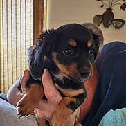Zoey joined the competition — help win amazing prizes! puppy, dog, pet, animal, black, brown, cute, hand, person, indoor, home, furniture, curious, small, young, fur, ears, eyes, face, portrait