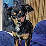 Zoey is registered to the contest to win money with this photo: dog, small_dog, black_fur, tan_fur, ears, blanket, blue_blanket, indoor, curtains, window, pet, animal, standing, fur, cute, companion, domestic, canine, portrait, furniture